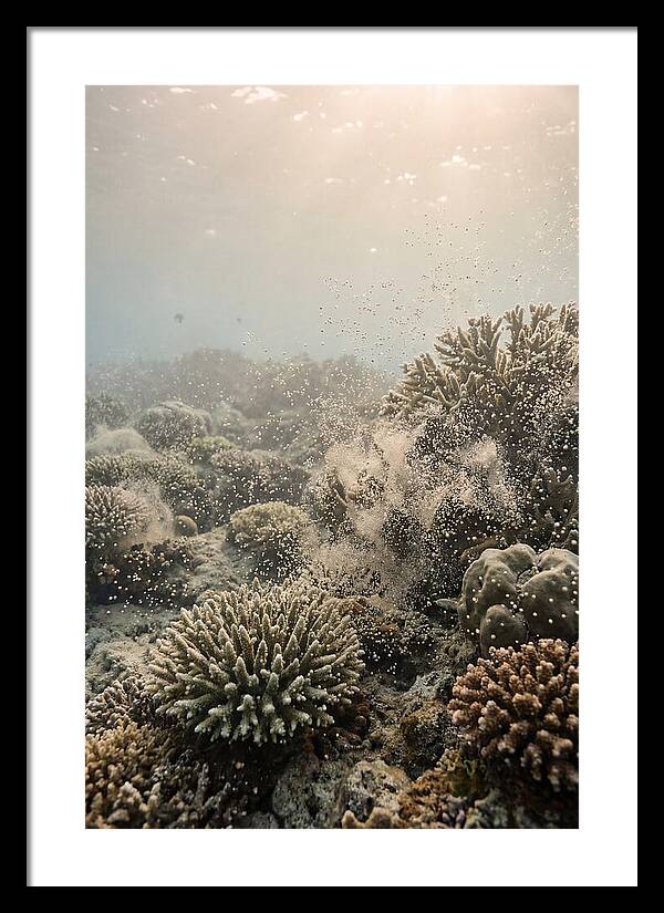 Tropical Coral Spawning Event