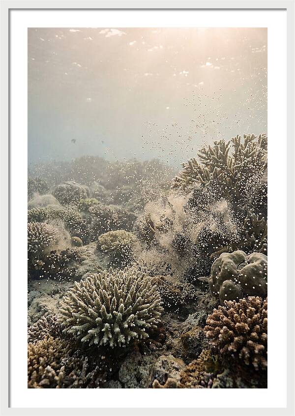 Tropical Coral Spawning Event