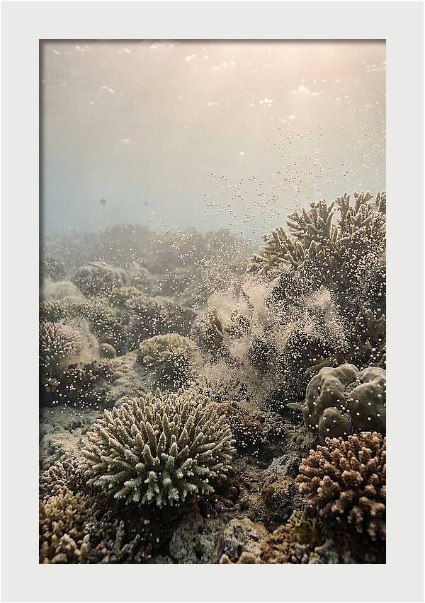 Tropical Coral Spawning Event