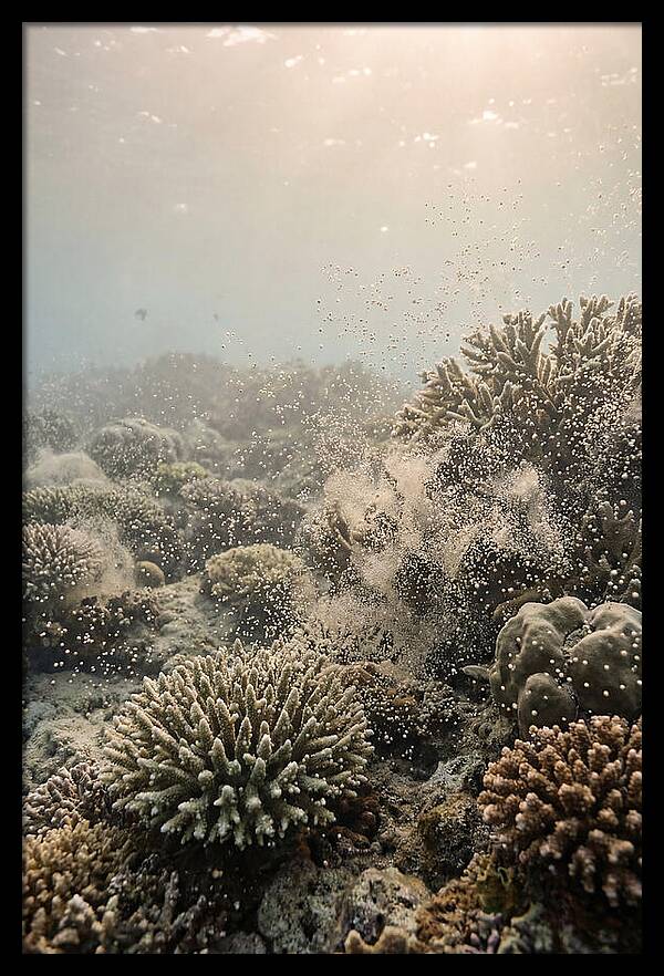 Tropical Coral Spawning Event