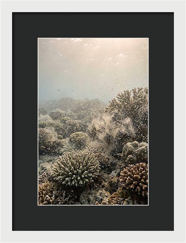 Tropical Coral Spawning Event