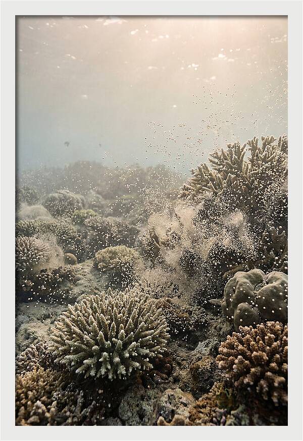 Tropical Coral Spawning Event