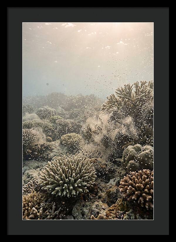 Tropical Coral Spawning Event
