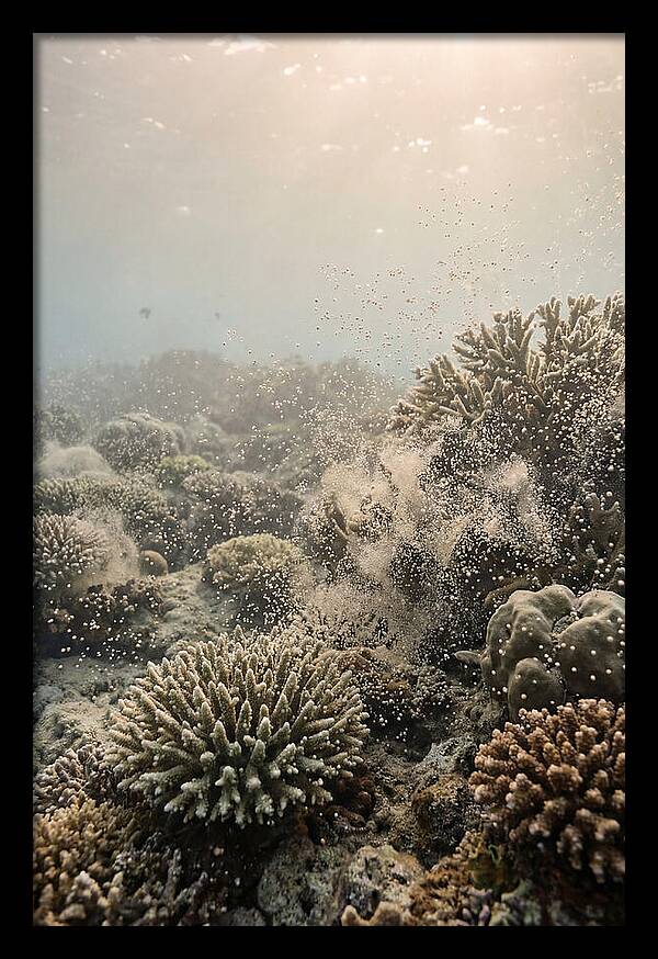 Tropical Coral Spawning Event