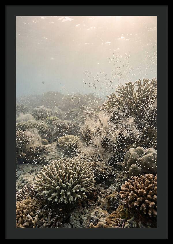 Tropical Coral Spawning Event