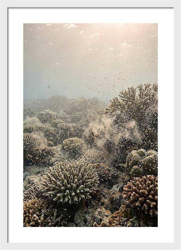 Tropical Coral Spawning Event