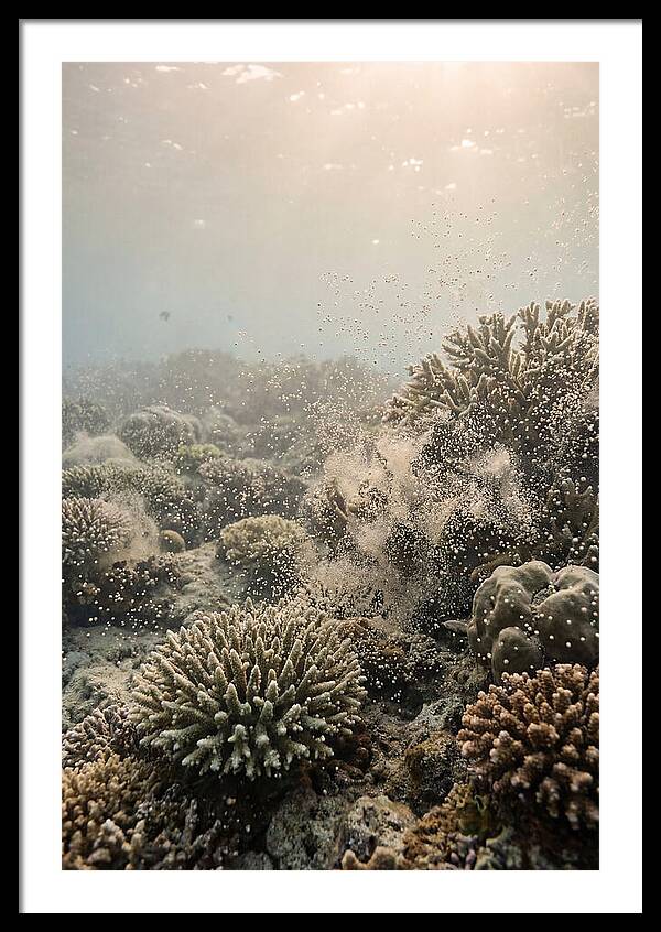 Tropical Coral Spawning Event