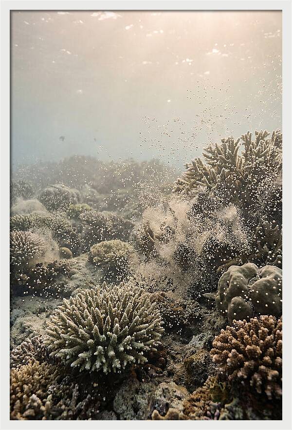 Tropical Coral Spawning Event