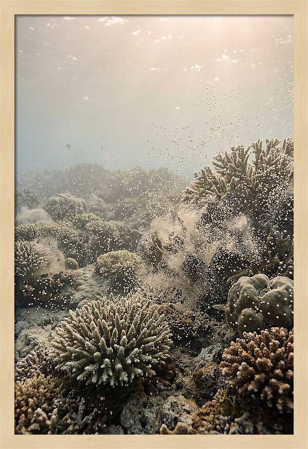 Tropical Coral Spawning Event