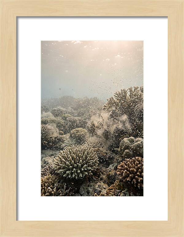 Tropical Coral Spawning Event