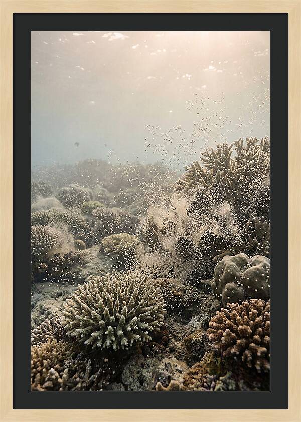 Tropical Coral Spawning Event
