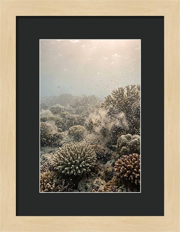 Tropical Coral Spawning Event