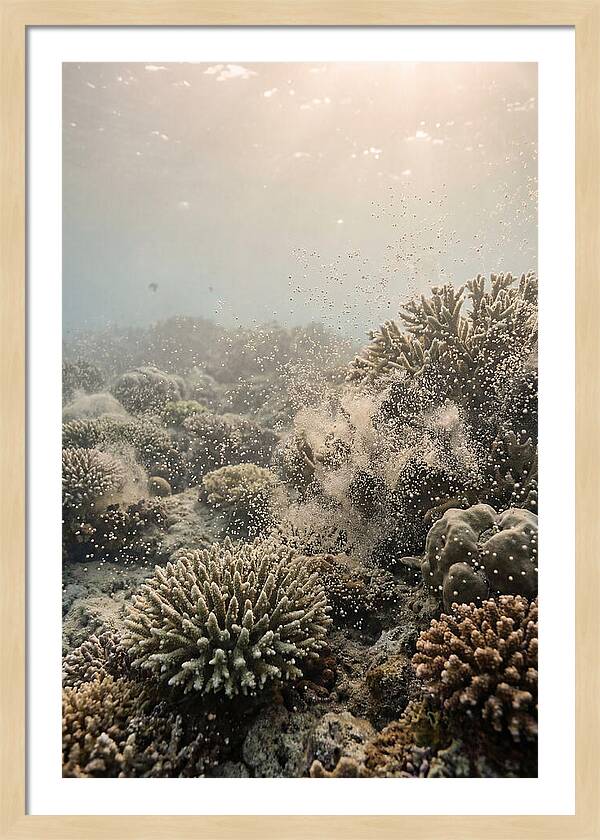 Tropical Coral Spawning Event