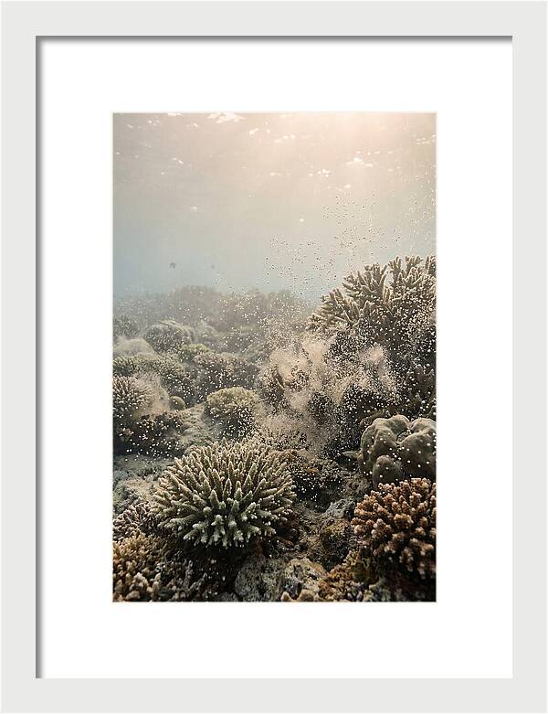 Tropical Coral Spawning Event
