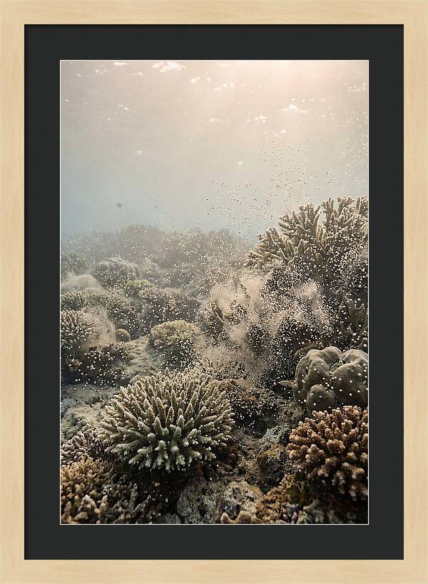 Tropical Coral Spawning Event