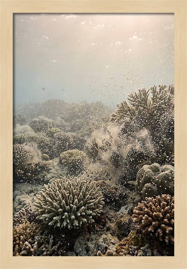 Tropical Coral Spawning Event
