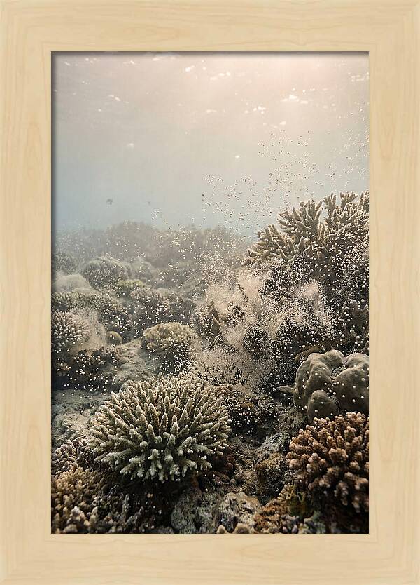 Tropical Coral Spawning Event