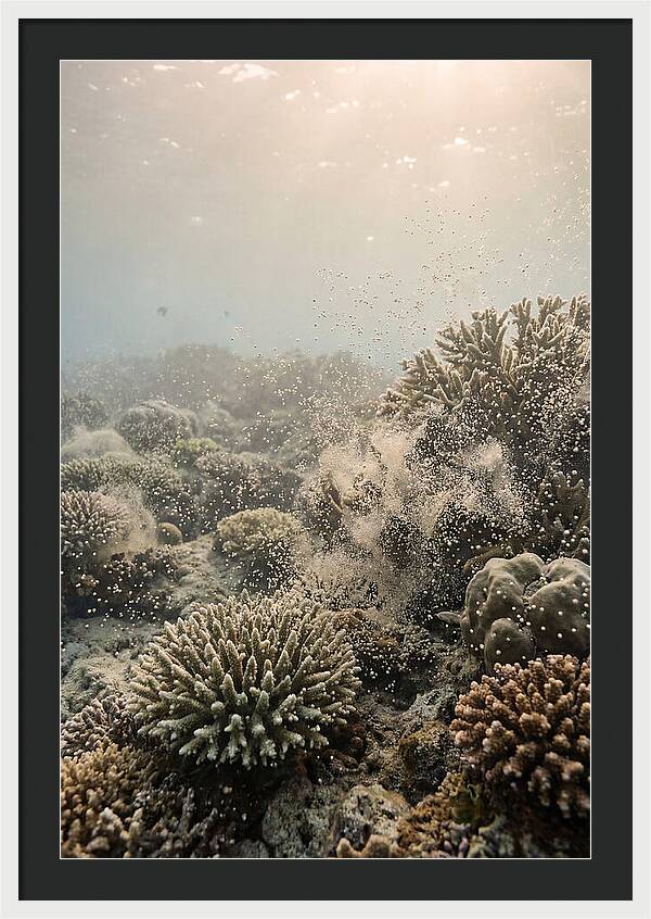 Tropical Coral Spawning Event