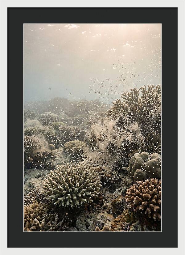 Tropical Coral Spawning Event