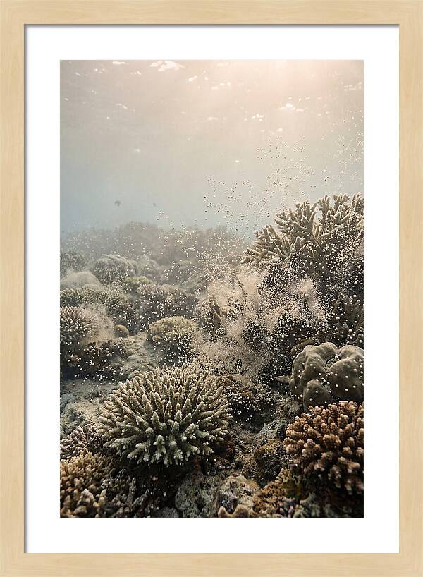 Tropical Coral Spawning Event