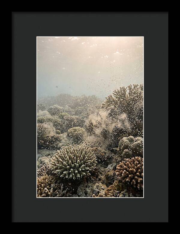Tropical Coral Spawning Event
