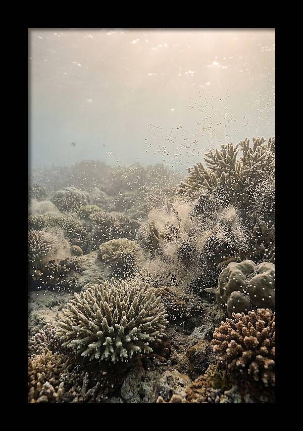 Tropical Coral Spawning Event