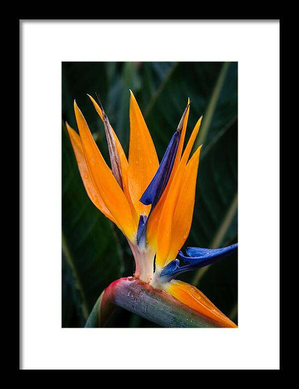 Tropical Elegance Unveiled