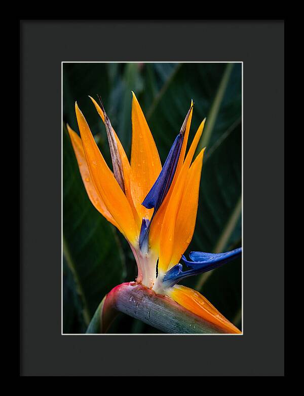 Tropical Elegance Unveiled
