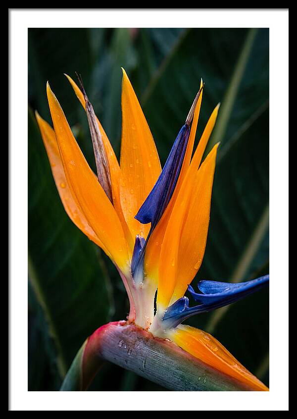 Tropical Elegance Unveiled