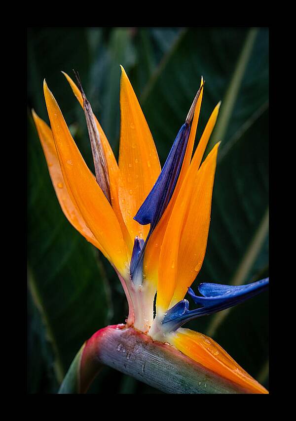 Tropical Elegance Unveiled