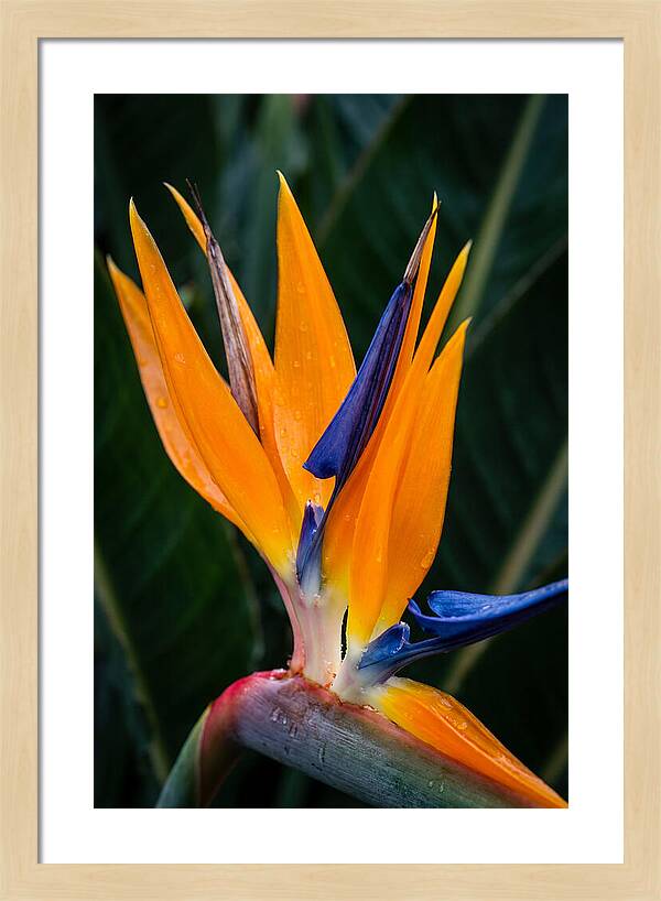 Tropical Elegance Unveiled