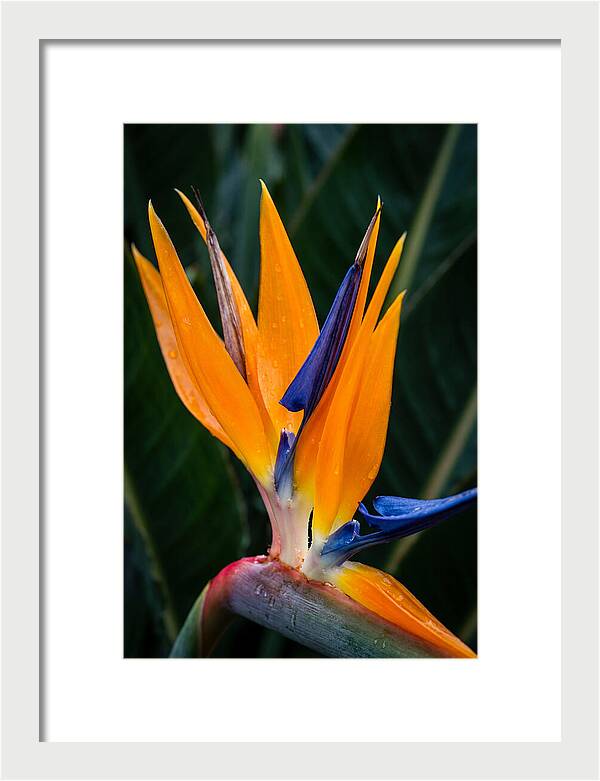 Tropical Elegance Unveiled
