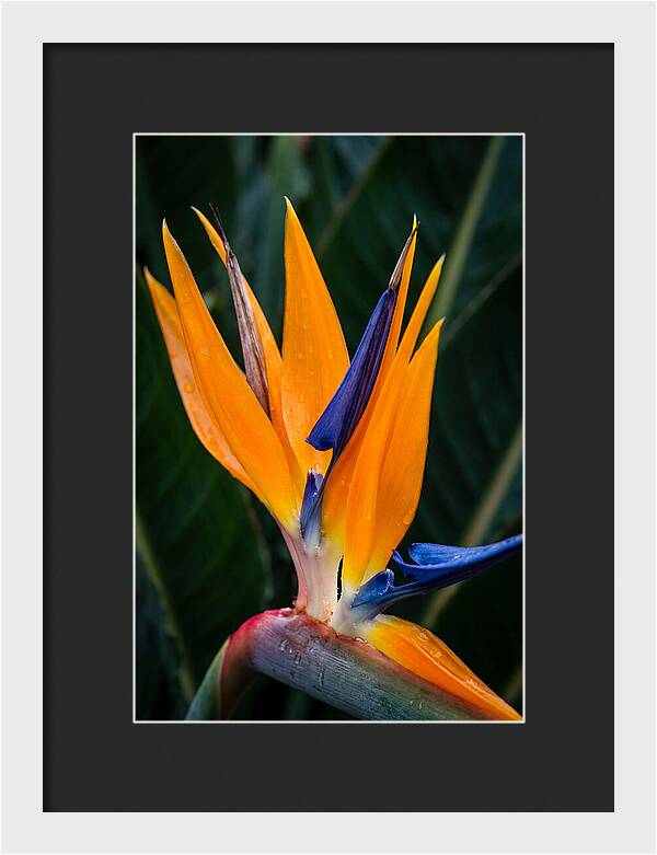 Tropical Elegance Unveiled