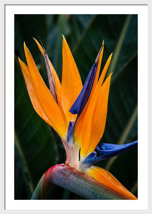 Tropical Elegance Unveiled