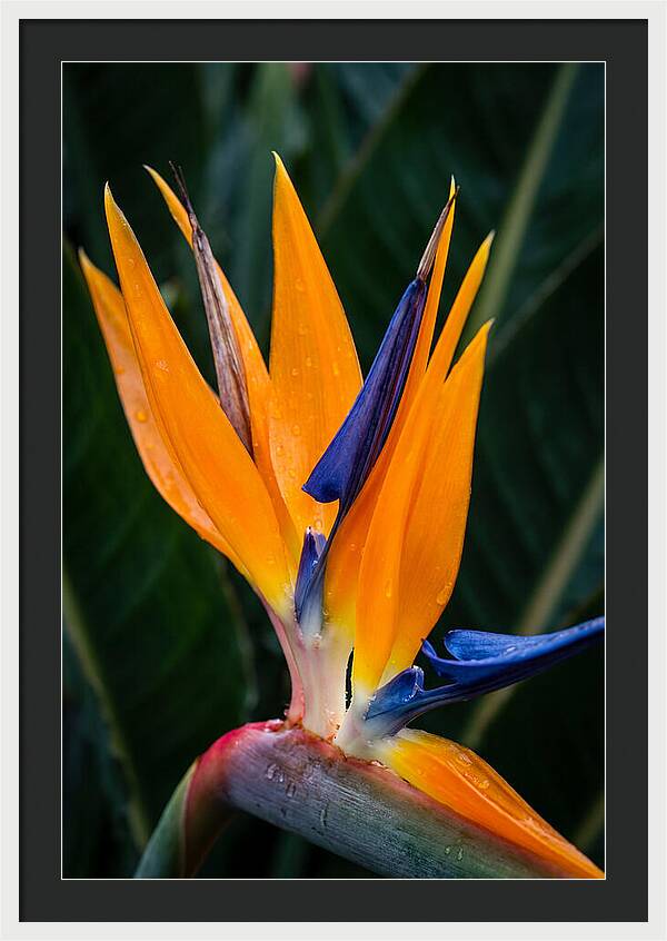 Tropical Elegance Unveiled
