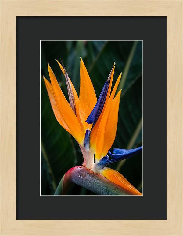 Tropical Elegance Unveiled