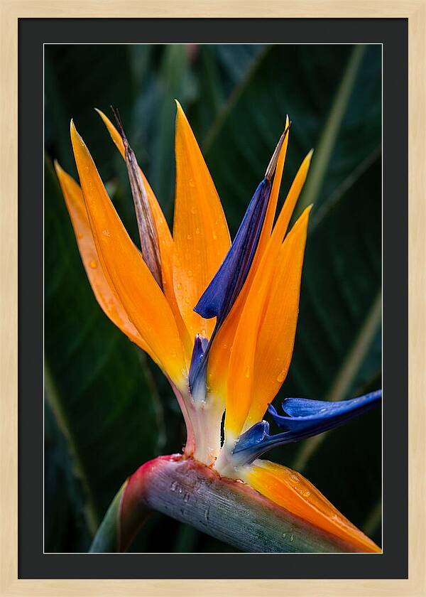 Tropical Elegance Unveiled