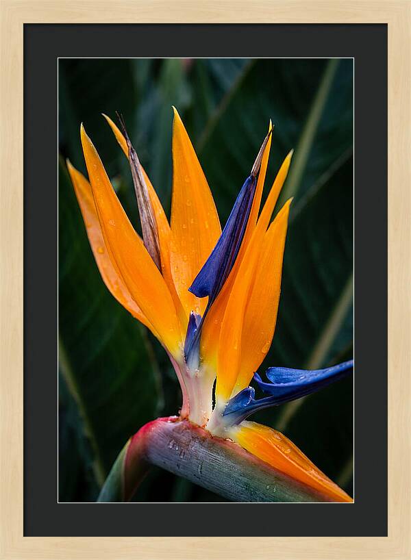 Tropical Elegance Unveiled