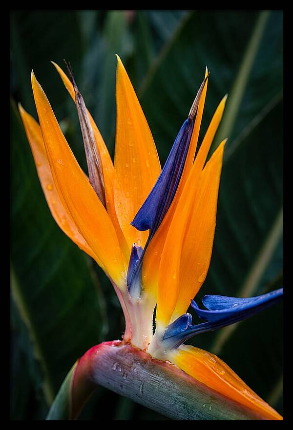 Tropical Elegance Unveiled
