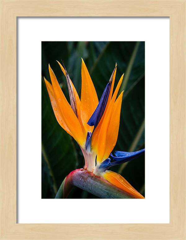 Tropical Elegance Unveiled