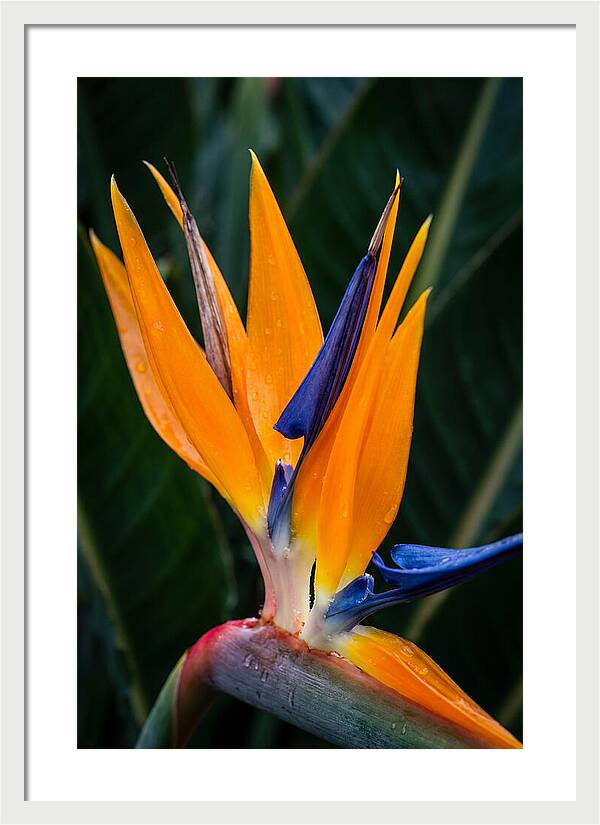 Tropical Elegance Unveiled