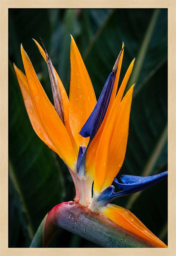 Tropical Elegance Unveiled