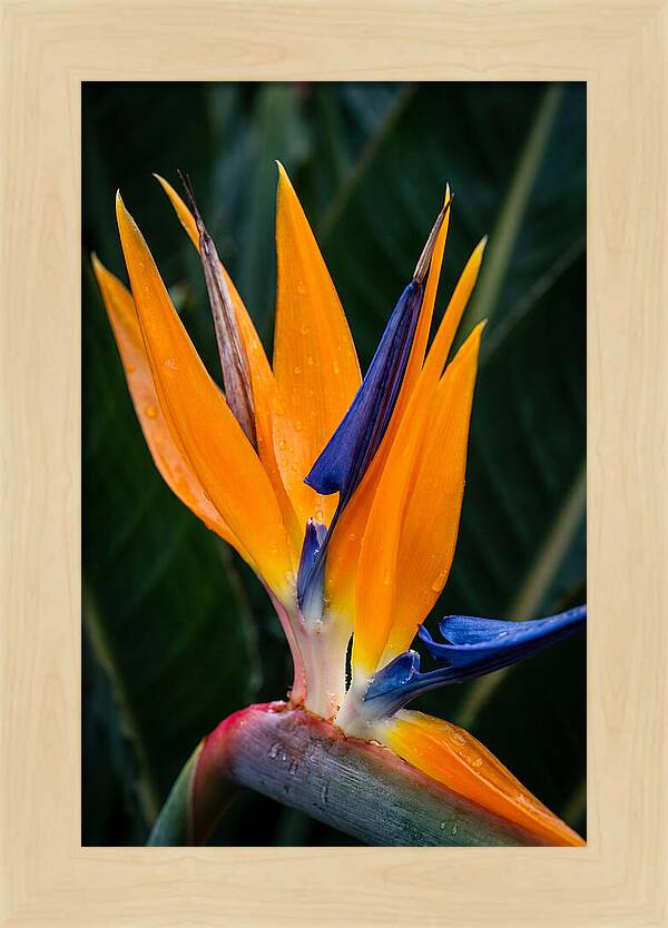 Tropical Elegance Unveiled
