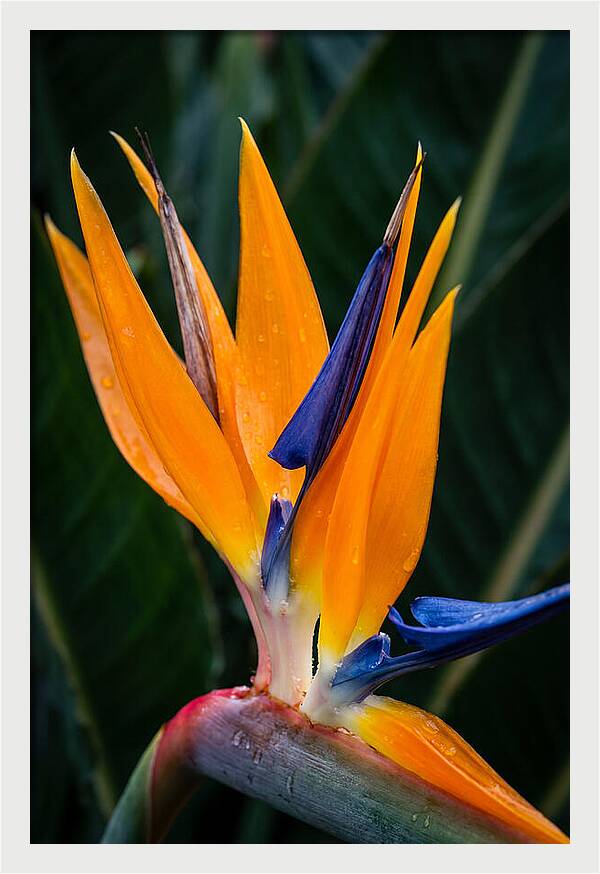 Tropical Elegance Unveiled