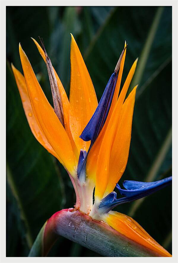 Tropical Elegance Unveiled
