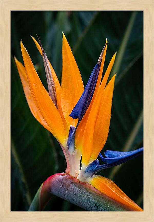Tropical Elegance Unveiled
