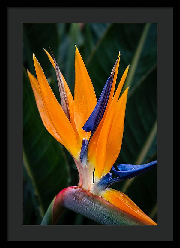 Tropical Elegance Unveiled