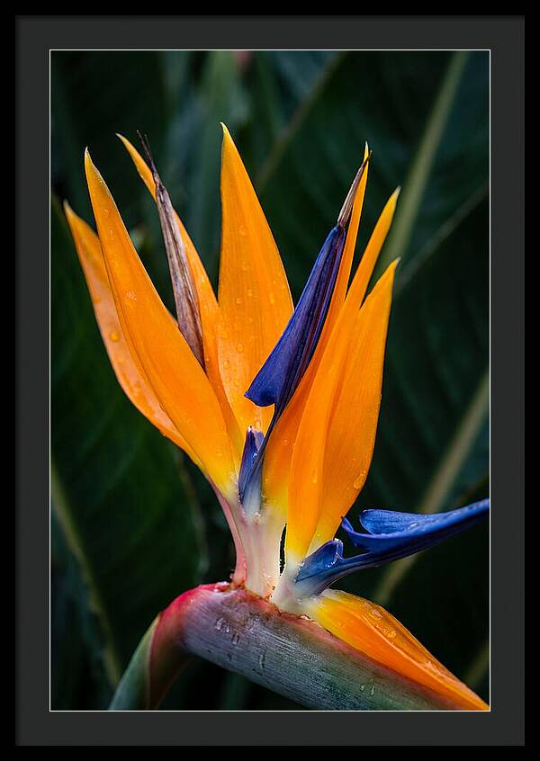 Tropical Elegance Unveiled