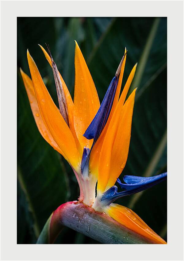 Tropical Elegance Unveiled
