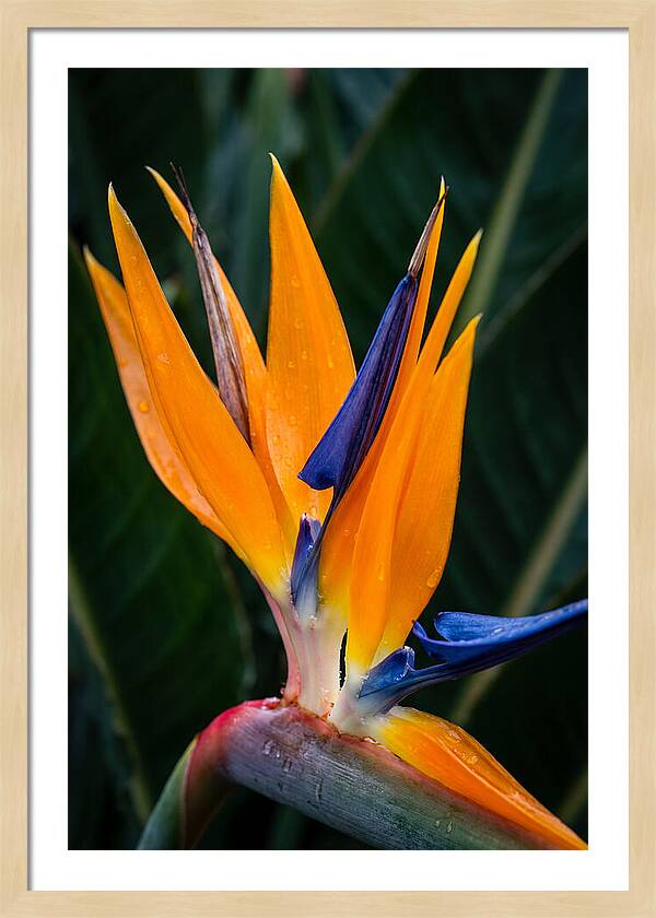 Tropical Elegance Unveiled